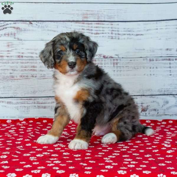 Blake, Bernedoodle Puppy